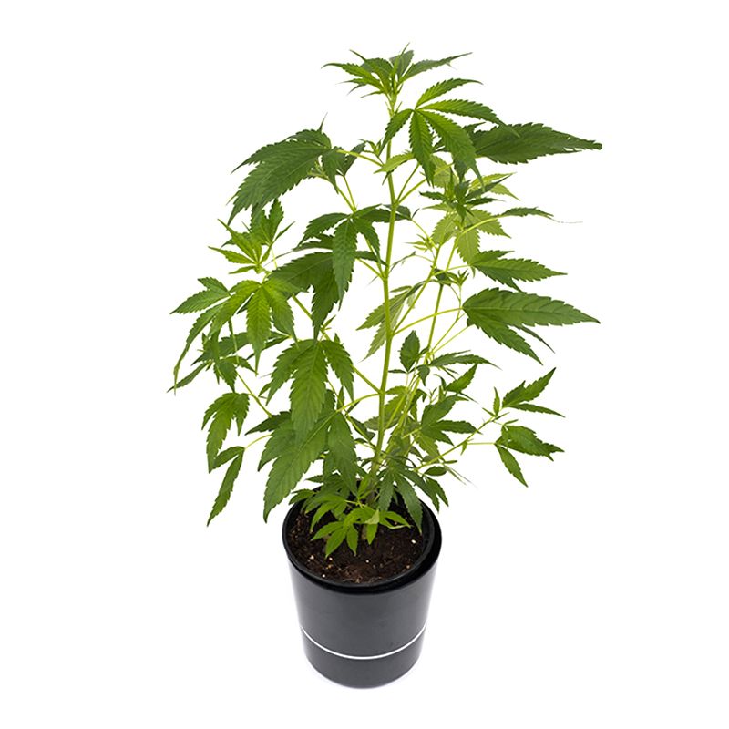 Hanfgarten Deal "ALL IN ONE" Grower Set