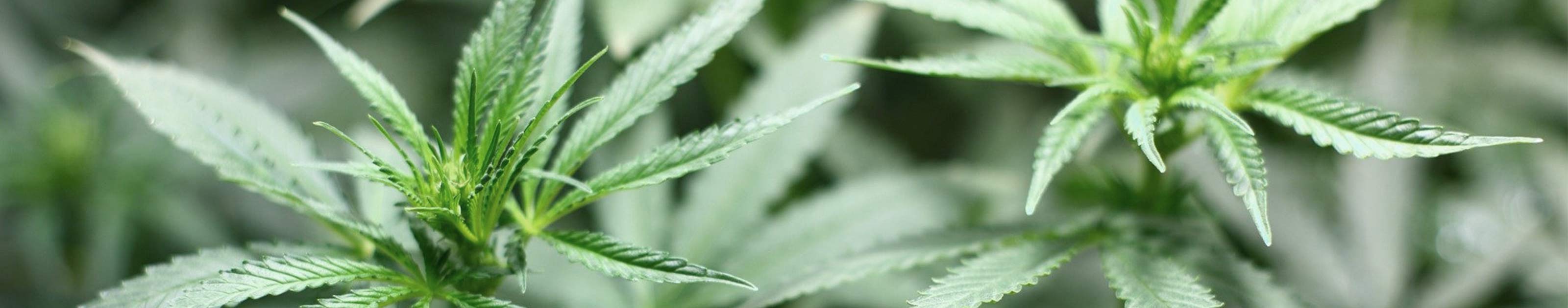 Premium Grow Equipment und Zubehör kaufen