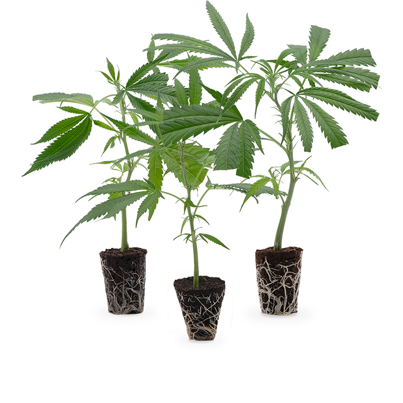 Cannabis Stecklinge 3er-Set