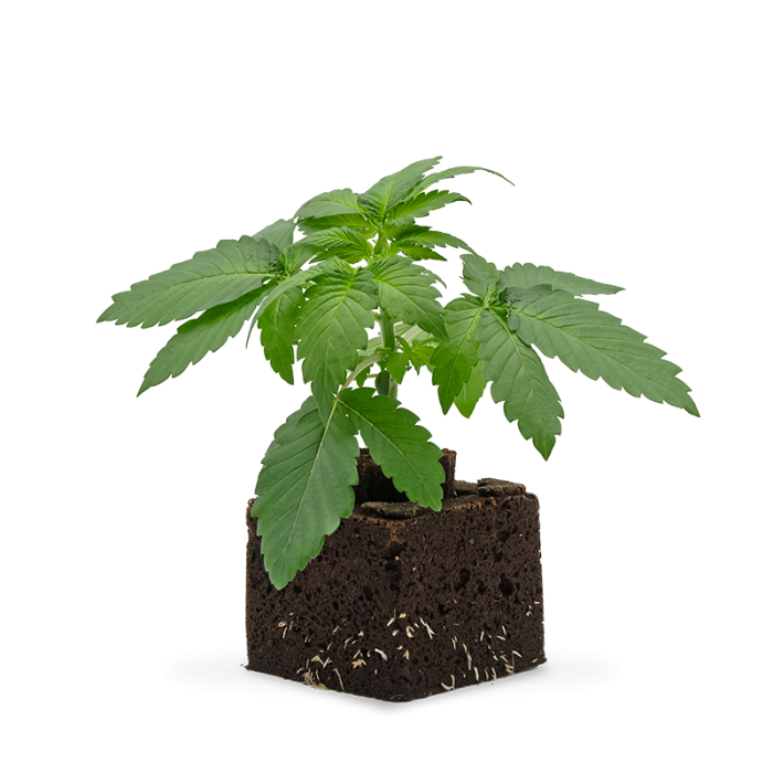 Amnesia Haze Sämling | Automatic
