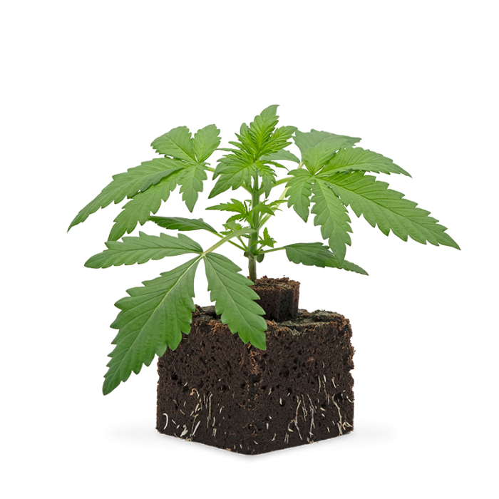Lemon Cherry Gelato Sämling | Automatic