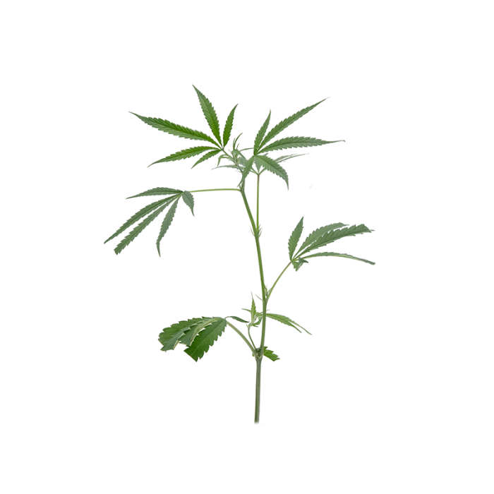 Amnesia Haze