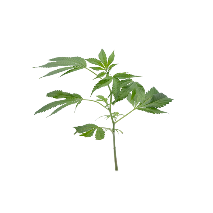 Bubba Kush