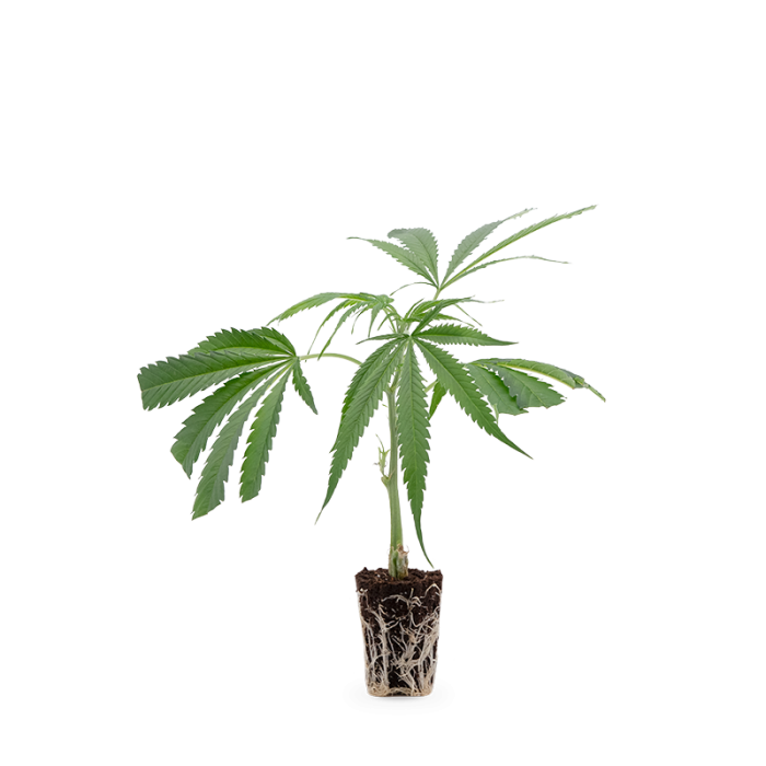 Harlequin Medical