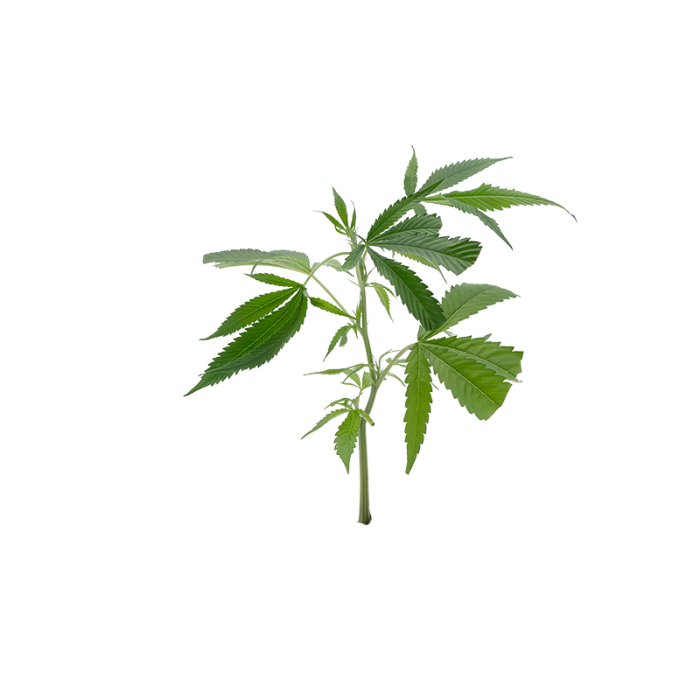 Jack Herer