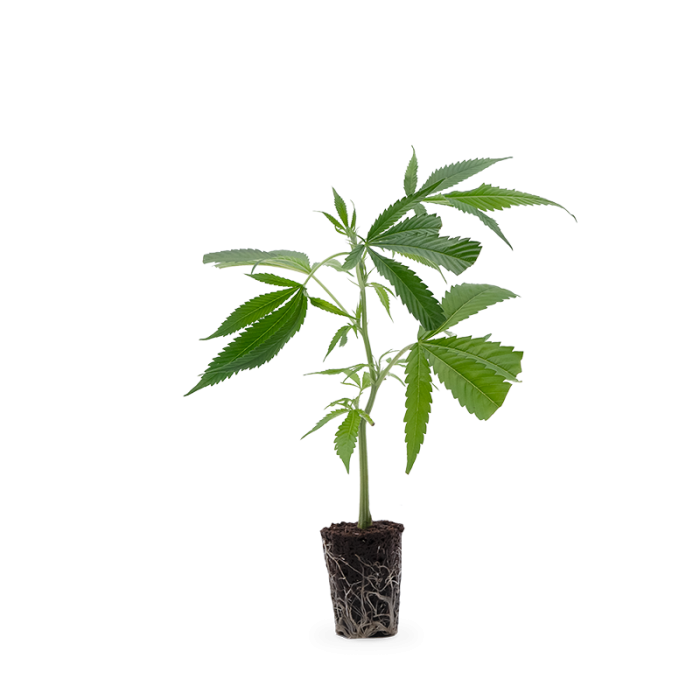 Lemon Cherry Gelato