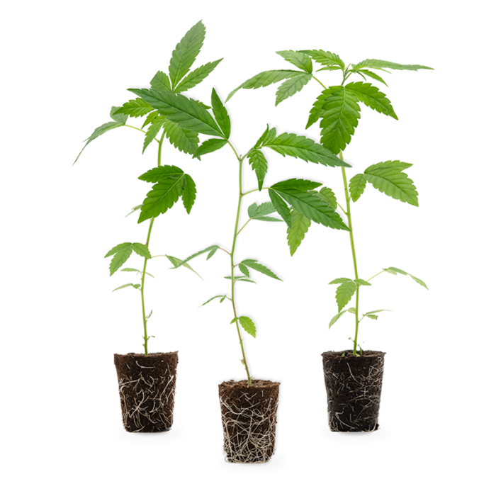 Limited Stecklinge 3er-Set