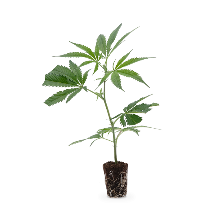 Charlottes Angel CBD Genetik