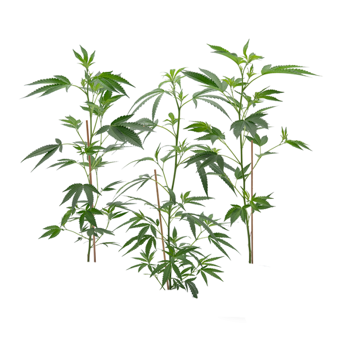 Cannabis Stecklinge (groß) | 3er-Set