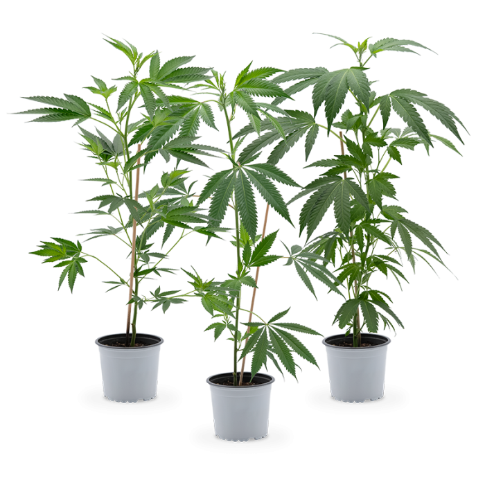 Cannabis-Pflanzen 3er-Set 