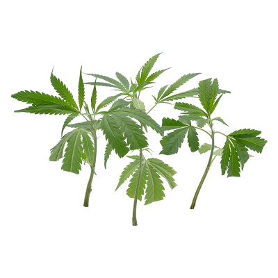 Bestseller Stecklinge 3er-Set