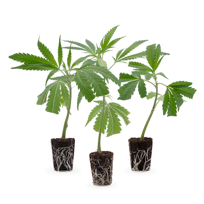 Bestseller Stecklinge 3er-Set
