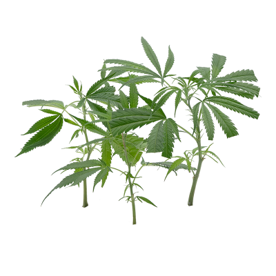 Cannabis Stecklinge 3er-Set