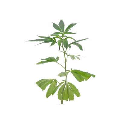 Mimosa EVO