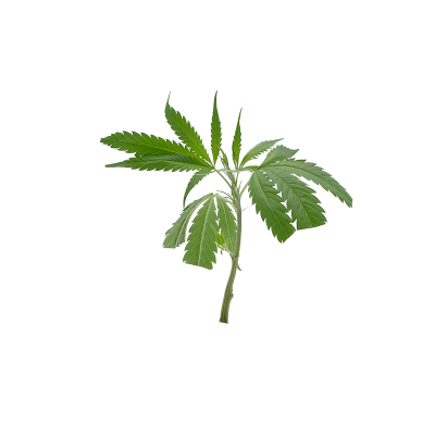AK 47
