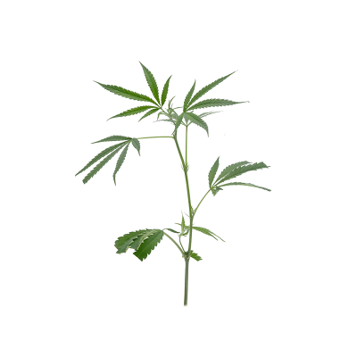 Amnesia Haze