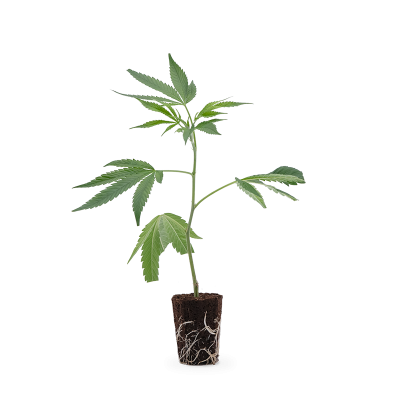 Banoreoz Steckling