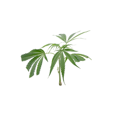 Cannalope Haze Steckling 