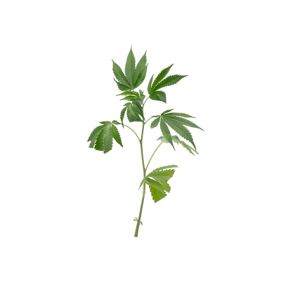 Euforia Steckling 