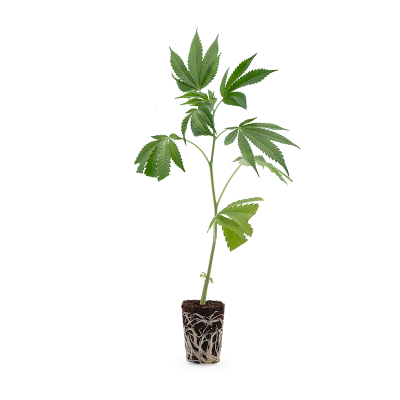 Euforia Steckling 