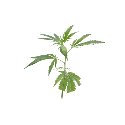 Gorilla Zkittlez Steckling 