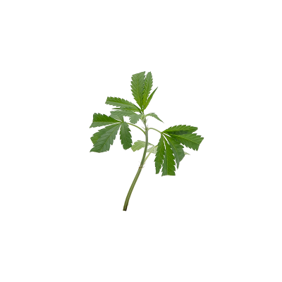 Super Lemon Haze Steckling 