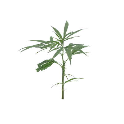 OG Kush Steckling