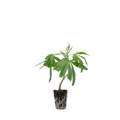 White Widow XXL Steckling 