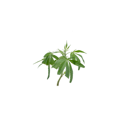 White Widow XXL
