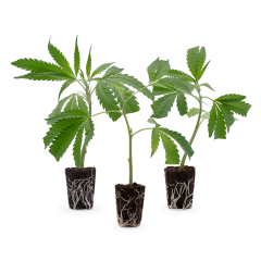 3 Bestseller Stecklinge 