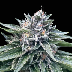 Sorbet #4 DNA Genetics-3