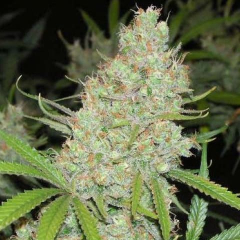 C 99  Female Seeds -10