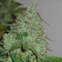 Chem OG Female Seeds 
