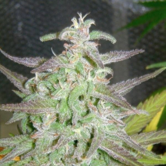 Maroc Female Seeds -10
