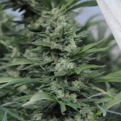 Sour Diesel #2