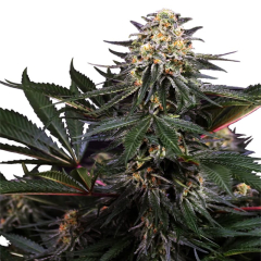 Lockdown Kush Fem Sensi Seeds 