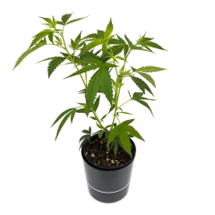 OG Kush x Lemon Larry
