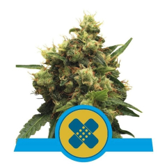 Painkiller XL CBD feminisiert Royal Queen Seeds