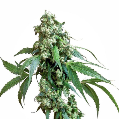 Jack Flash Sensi Seeds
