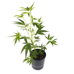 Sugar Black Rose