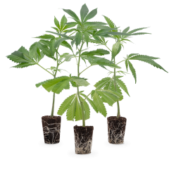 Super High Stecklinge Set