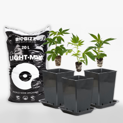 Cannabis-Anbau "Rundum sorglos Paket"