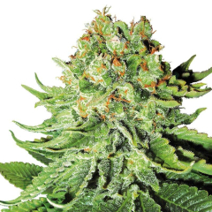 Northern Lights Auto White Label 