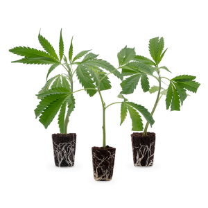 3 Bestseller Stecklinge 