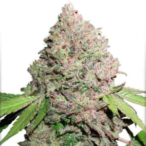 CBD Charlottes Angel Auto Dutch Passion    