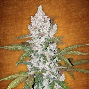 Girl Scout Cookies Auto Fast Buds 