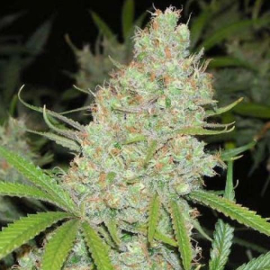 C 99  Female Seeds -10