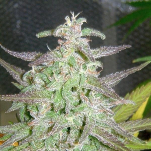 Maroc Female Seeds -10