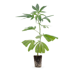 Mimosa EVO Steckling 