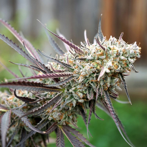 Ice Cream Cake Fast Flowering fem Humboldt Seeds 